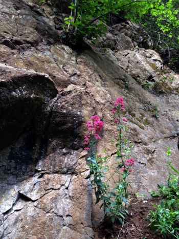 Rote Spornblume Sinner Beilstein