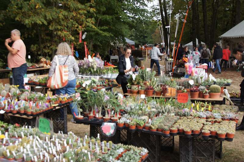 Pflanzenmarkt im Botanischen Garten Marburg 2024